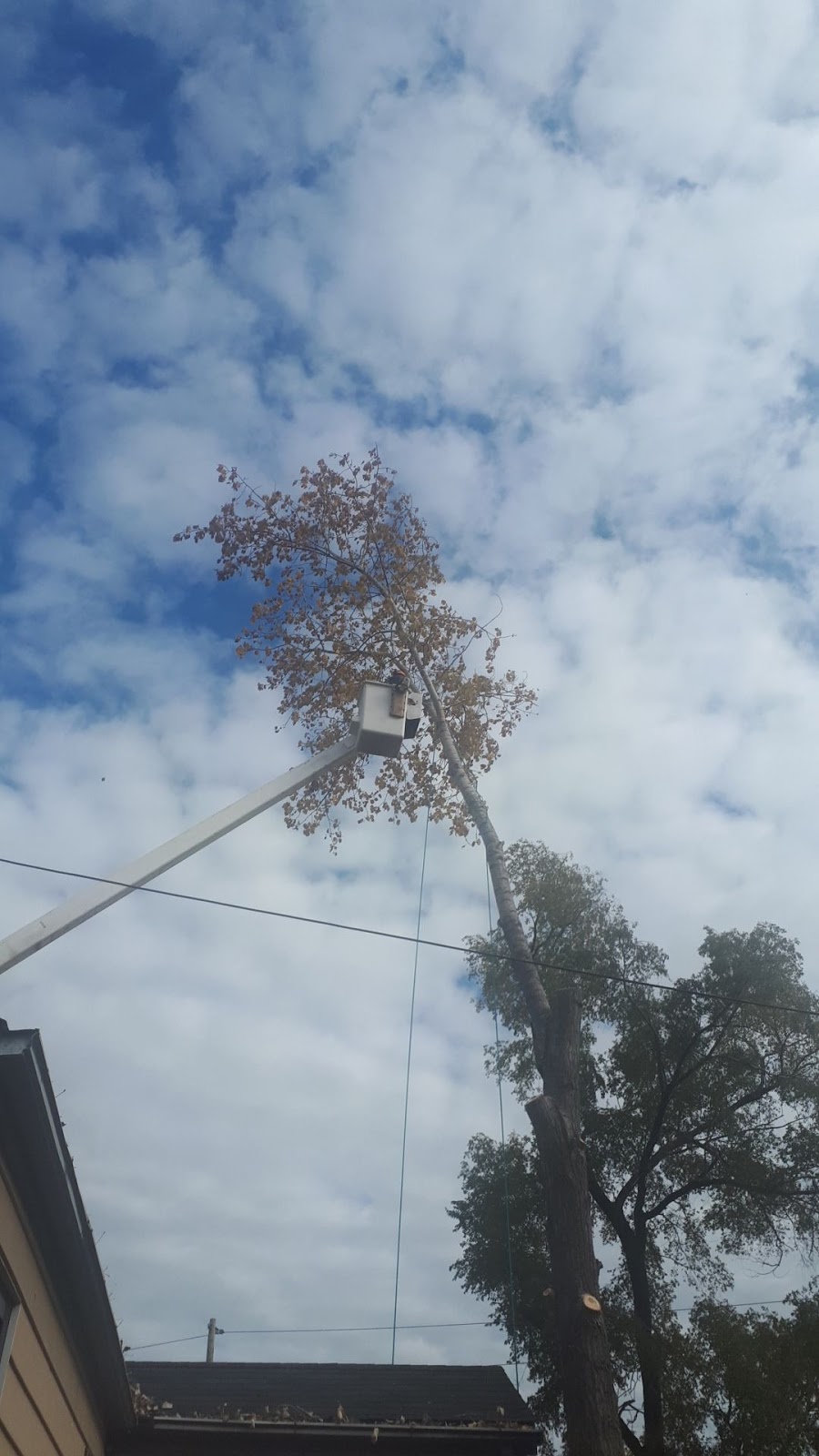 Troups Trees Inc. | 4325 Canborough Rd, Wellandport, ON L0R 2J0, Canada | Phone: (905) 321-1533