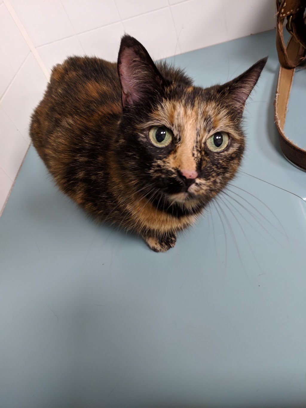 Transit Animal Hospital | 6020 Transit Rd, Depew, NY 14043, USA | Phone: (716) 683-7136