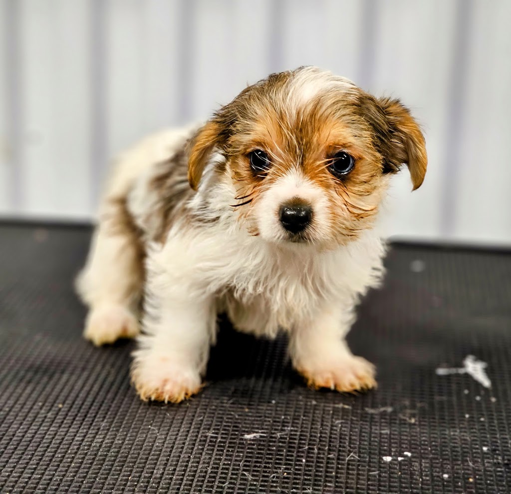 Adoptmycanin | 735 6e Rang, Saint-Calixte, QC J0K 1Z0, Canada | Phone: (514) 926-6909