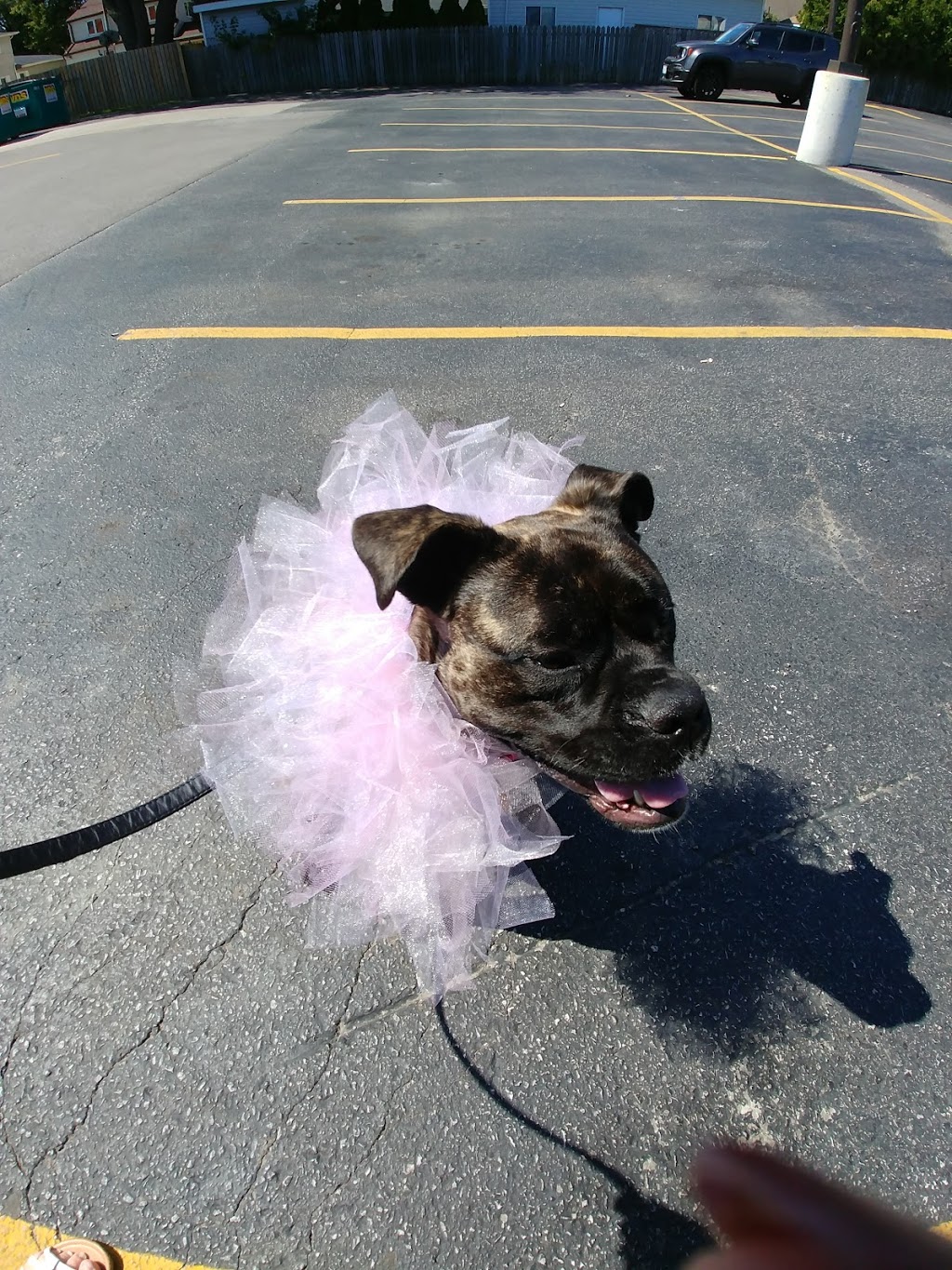 Walker Road Animal Hospital | 3577 Walker Rd, Windsor, ON N8W 3S5, Canada | Phone: (519) 972-9000