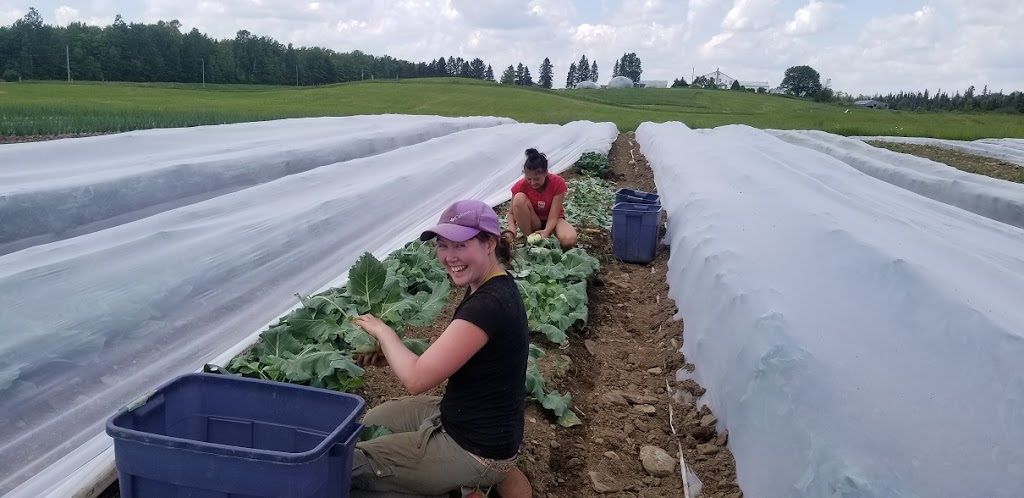 Ferme Côté Jardin | 273 Chem. Beaver Ridge, Cookshire-Eaton, QC J0B 1M0, Canada | Phone: (819) 875-1606