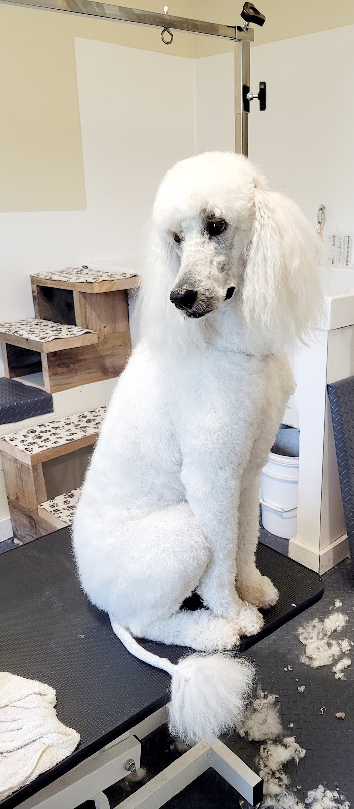 Halte Toilettage | 286 QC-133, Pike River, QC J0J 1P0, Canada | Phone: (514) 895-8538