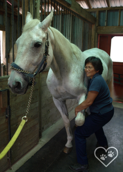 Acres Animal Hospital | 721 Main St, Dartmouth, NS B2W 3T6, Canada | Phone: (902) 434-4446