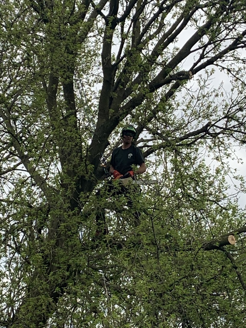 Active Tree Care | 000 Nash Rd, Courtice, ON L1E 2J9, Canada | Phone: (289) 356-1466