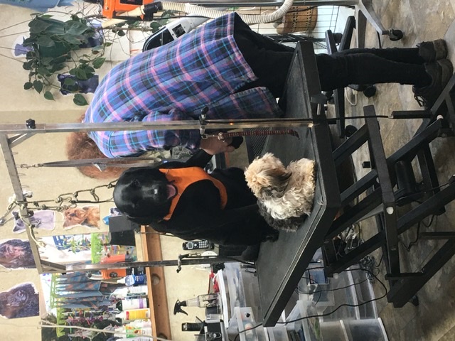 Ruff N Stuff Dog Grooming | 671 Memorial Ave, Qualicum Beach, BC V9K 1G9, Canada | Phone: (250) 594-2284
