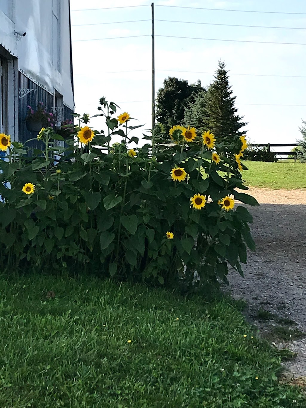 Signature Farms | 4088 5th Line, Innisfil, ON L9S 3B4, Canada | Phone: (905) 505-1754