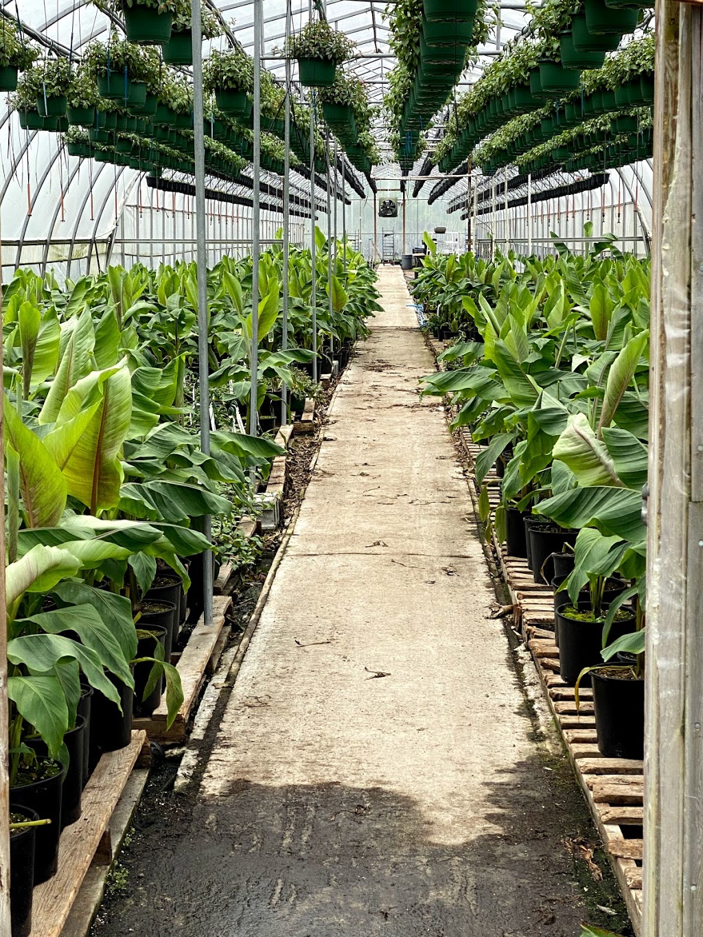 Muldoon Greenhouses Ltd. | point of interest | 346 Laurier Ave, Port Coquitlam, BC V3C 3V4, Canada | 6045520374 OR +1 604-552-0374