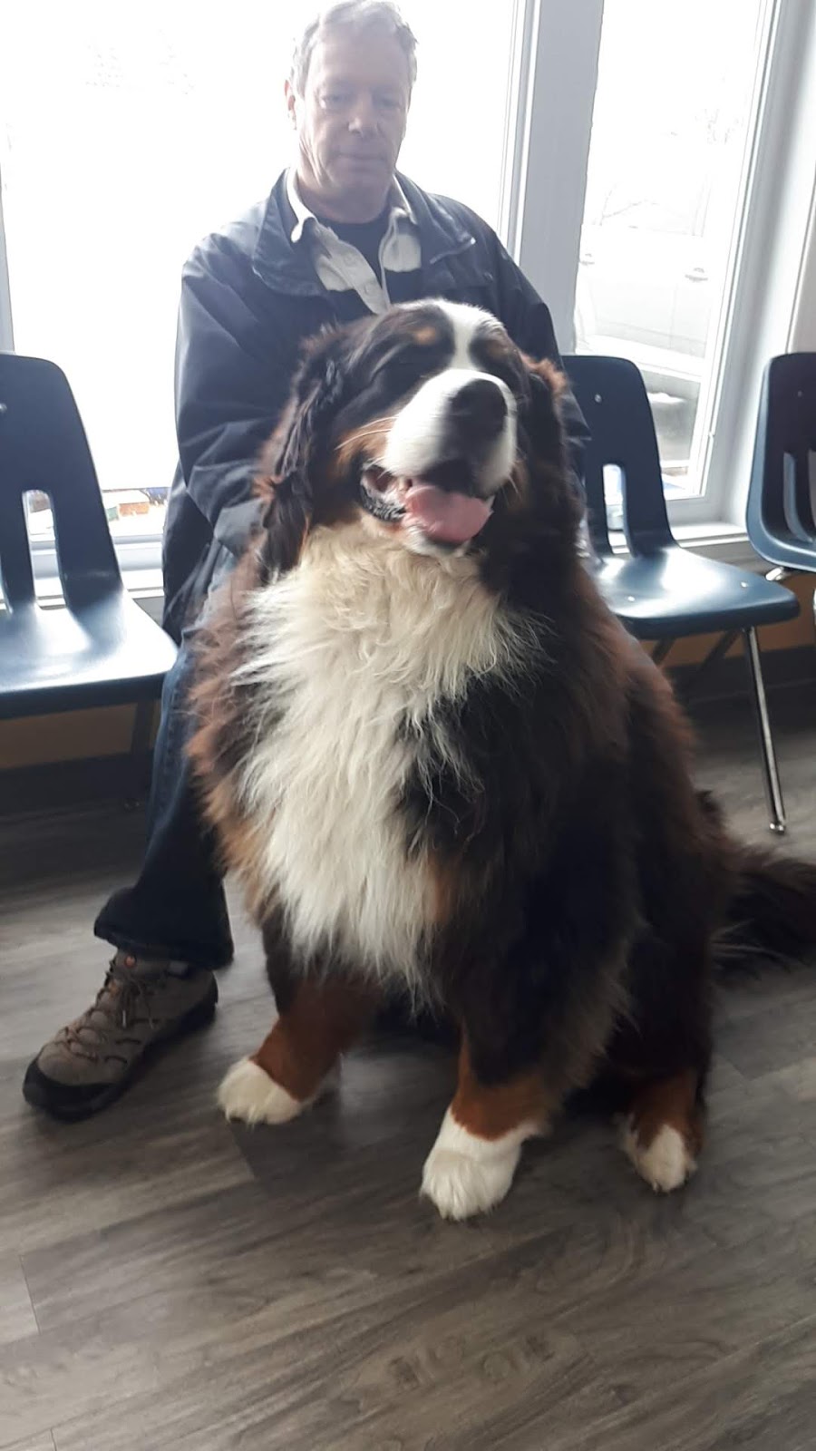 Clinique Veterinaire Suzanne | 20 Rue Mill, Howick, QC J0S 1G0, Canada | Phone: (450) 825-9000
