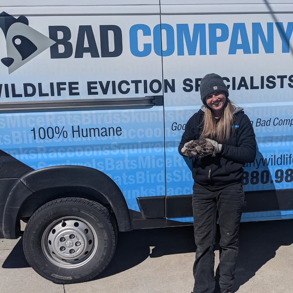 Bad Company Wildlife Eviction - Burlington | 1225 Centre Rd, Hamilton, ON L8N 2Z7, Canada | Phone: (855) 937-0418