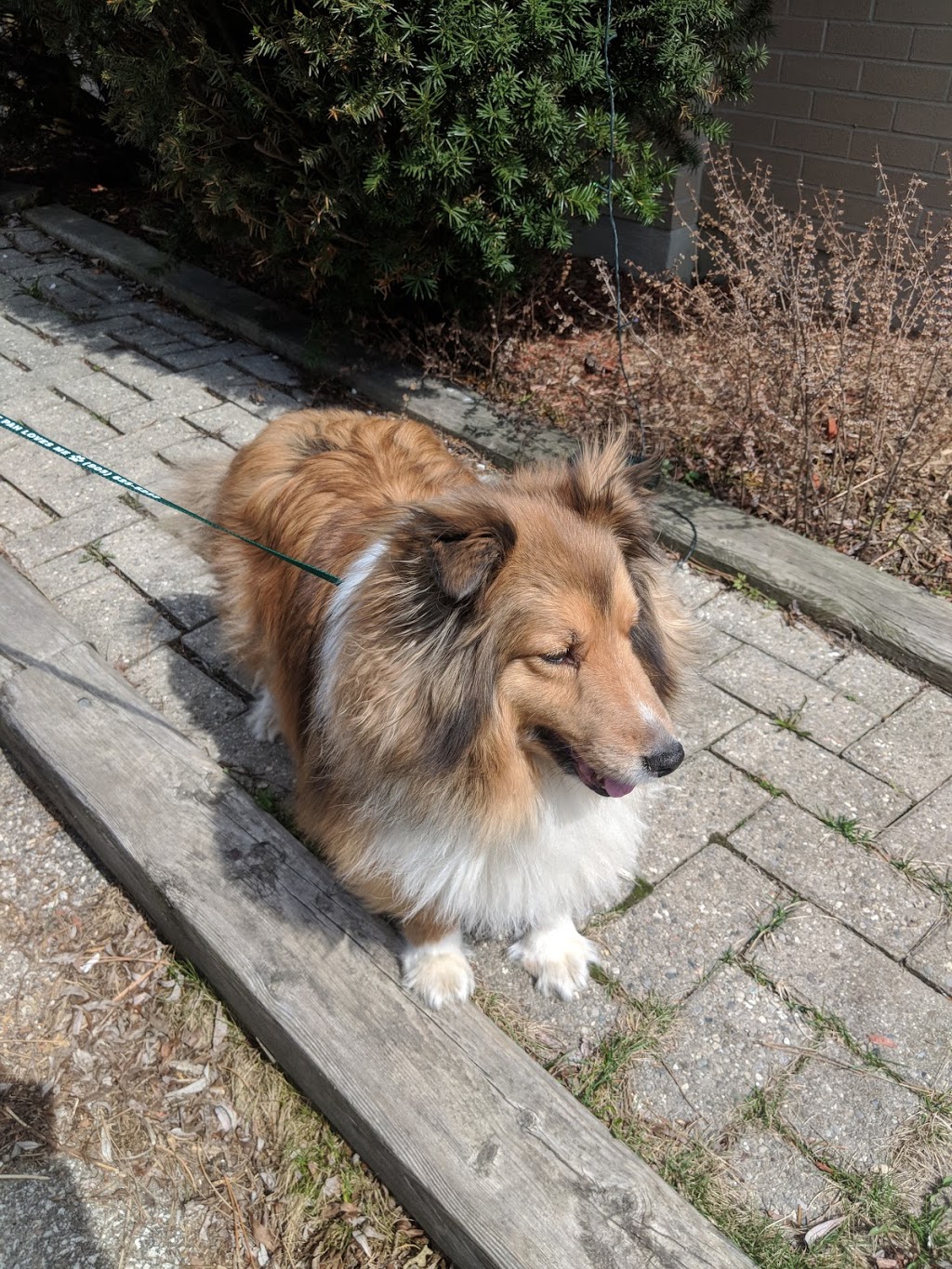 Park Animal Hospital | 1958 Burnhamthorpe Rd E, Mississauga, ON L4X 2S8, Canada | Phone: (905) 625-5222