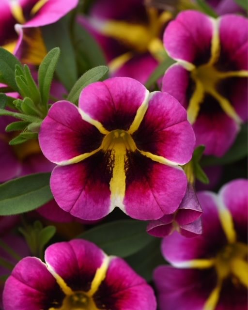 Garden Centre at Lowes | 3375 Wonderland Rd S, London, ON N6L 0E3, Canada | Phone: (519) 652-2621