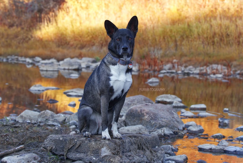 FURRR-TOGRAPHY (Pet Photographer) | 4423 47 St, Gibbons, AB T0A 1N0, Canada | Phone: (780) 923-3558