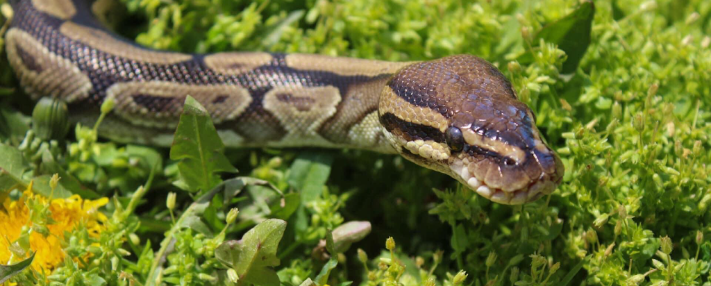 Lady Balls Rescue (Ball Python Rescue & Rehabilitation) | 4 Bridgewater Ct, Hamilton, ON L8J 0B8, Canada | Phone: (905) 870-2844