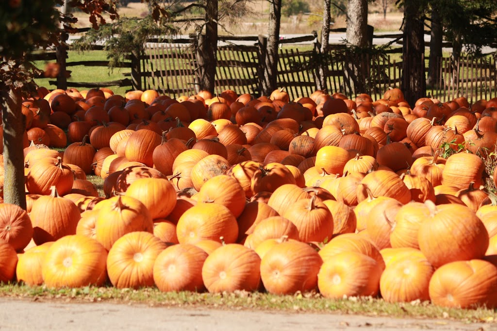 Fear Farm | 936685 Blenheim Rd, Bright, ON N0J 1B0, Canada | Phone: (519) 632-7356