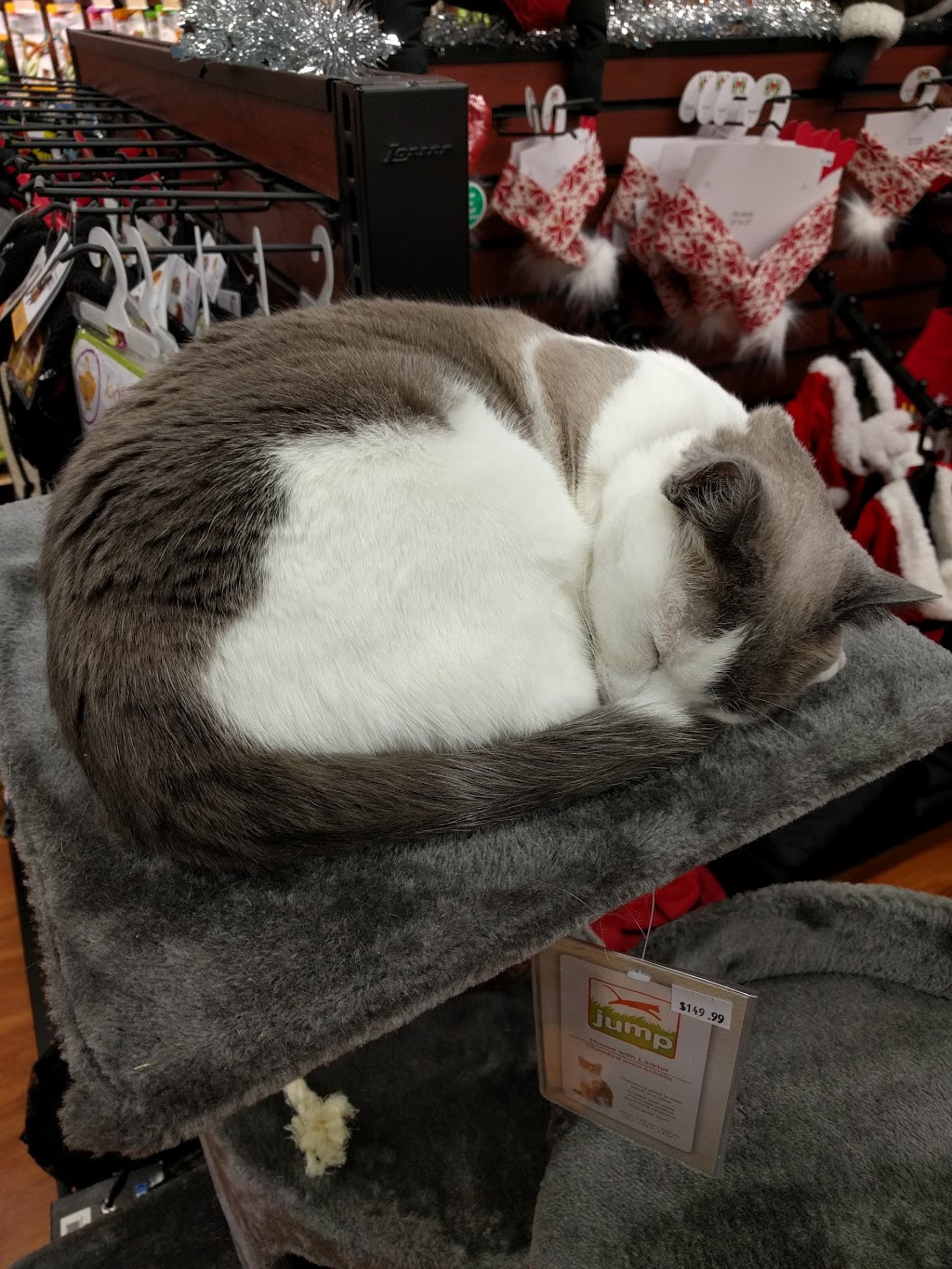 Pet Valu | 200 Meadowood Dr, Winnipeg, MB R3N 1Z2, Canada | Phone: (204) 257-5707