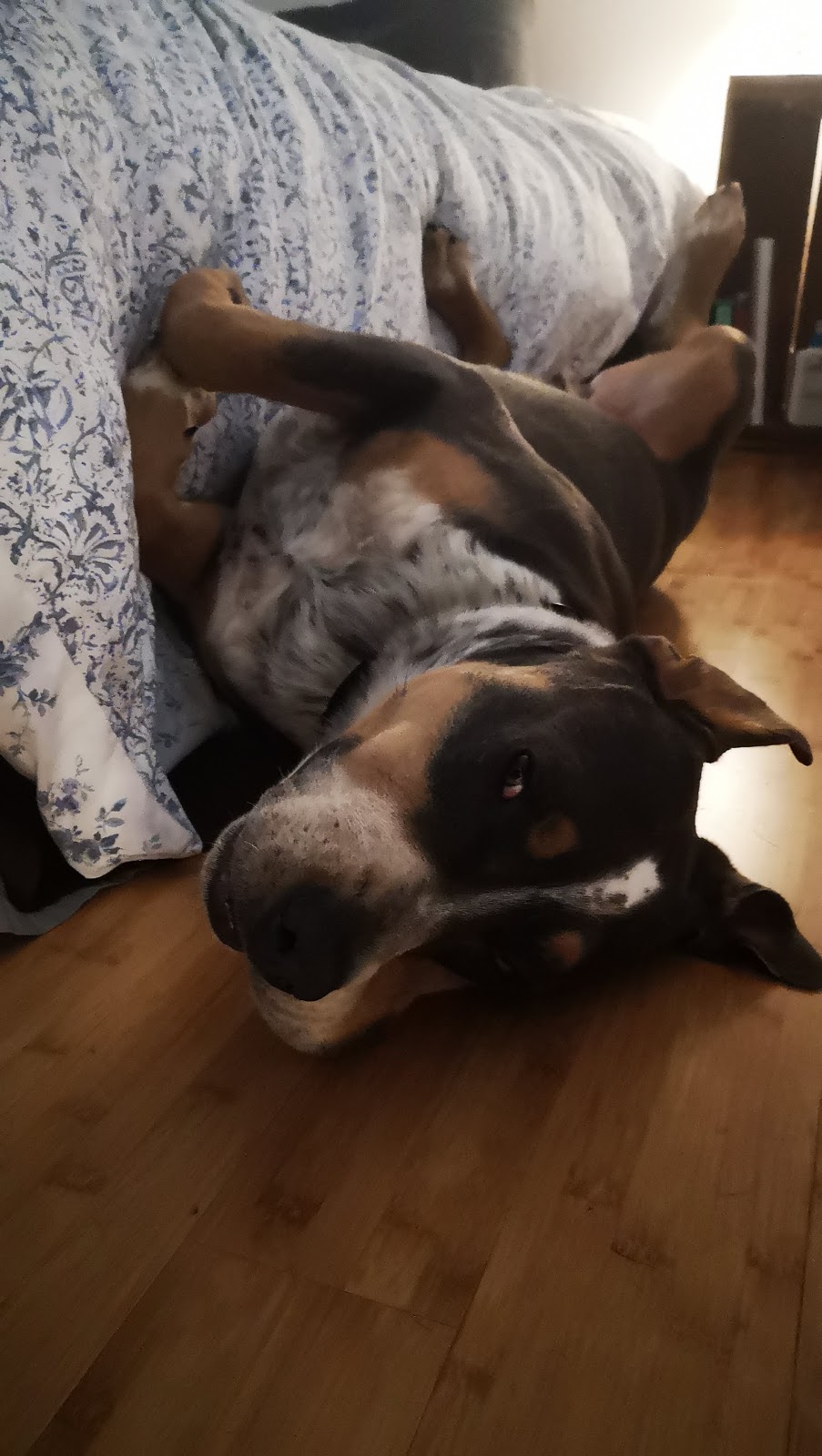 Bridgetown Animal Hospital | 5 Queen St, Bridgetown, NS B0S 1C0, Canada | Phone: (902) 665-4333