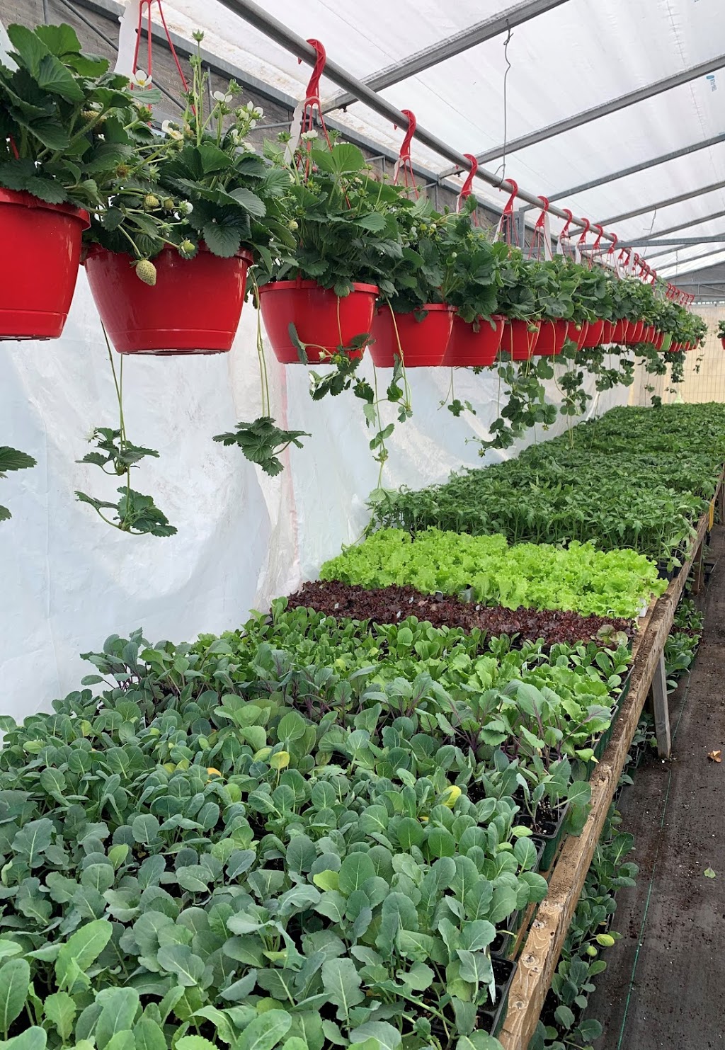 Denise & Sylvain Garden Centre | 767 Notre Dame St, Embrun, ON K0A 1W1, Canada | Phone: (613) 677-1052