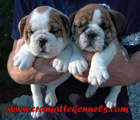 Cramatte Kennels | Mission,B.C, 13280 Sabo St, Mission, BC V4S 1L6, Canada | Phone: (604) 970-1587