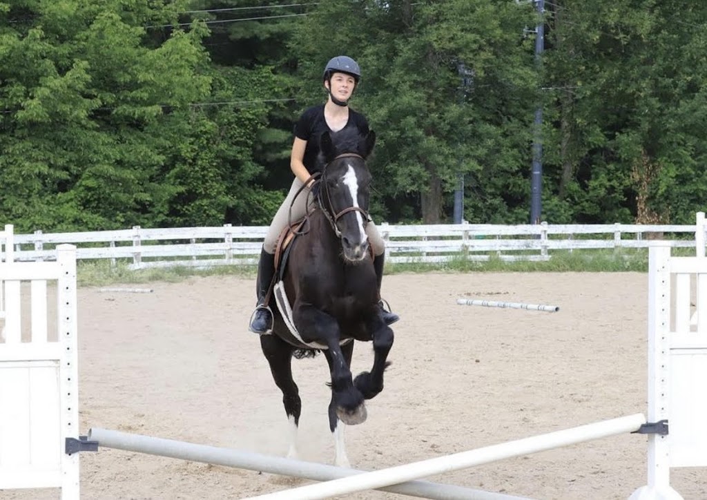 Muskoka Horse Co Inc. | 4171 Line 11 N, Coldwater, ON L0K 1E0, Canada | Phone: (705) 641-0754