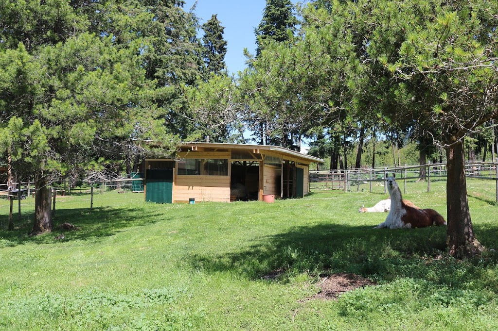 The Llama Sanctuary | 2415 Chase Falkland Rd, Chase, BC V0E 1M1, Canada | Phone: (250) 679-8121