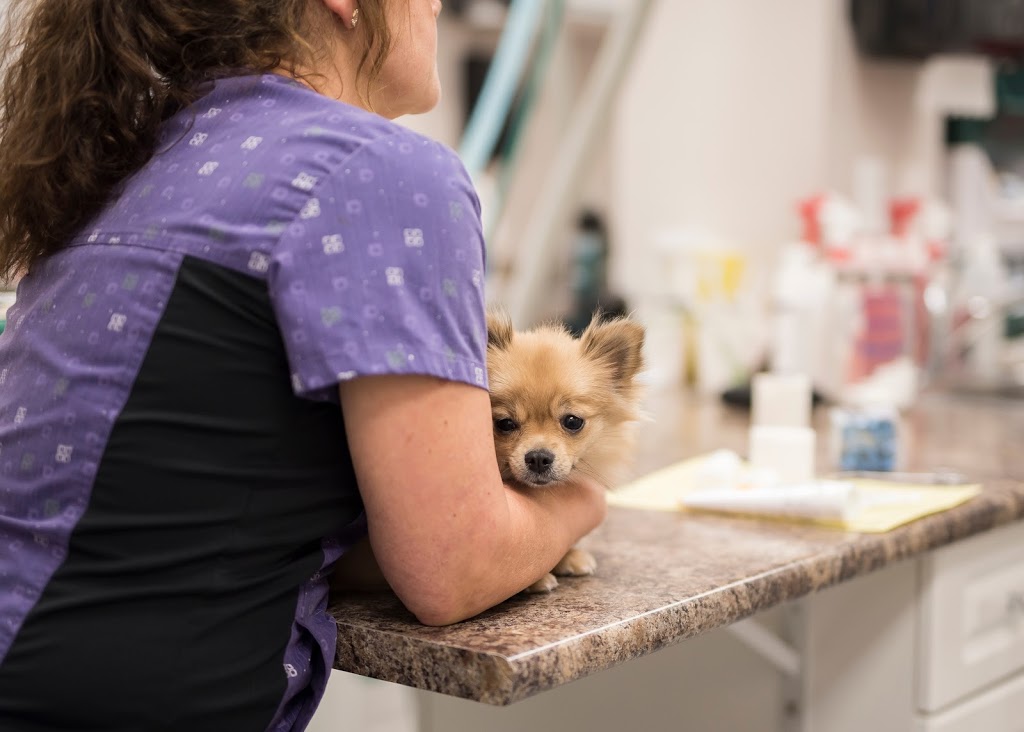 Highview Animal Clinic Ltd | 1104 18 St SE, High River, AB T1V 2A6, Canada | Phone: (403) 652-1300