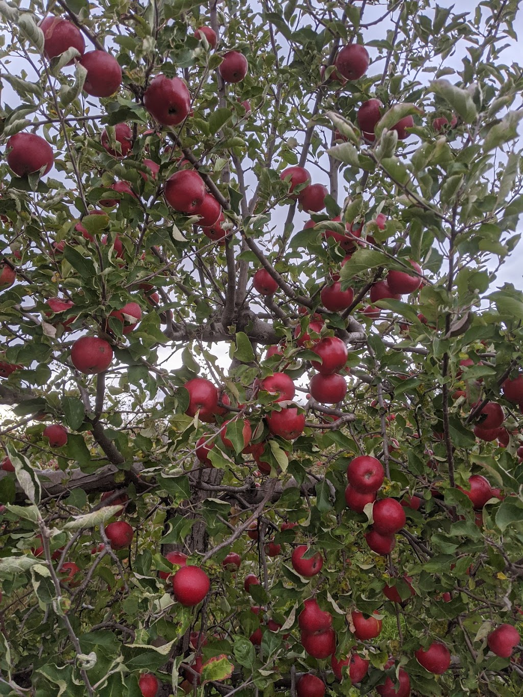 Belkerke Farm & Orchard | 56830 ON-3, Tillsonburg, ON N4G 4G8, Canada | Phone: (519) 983-3932