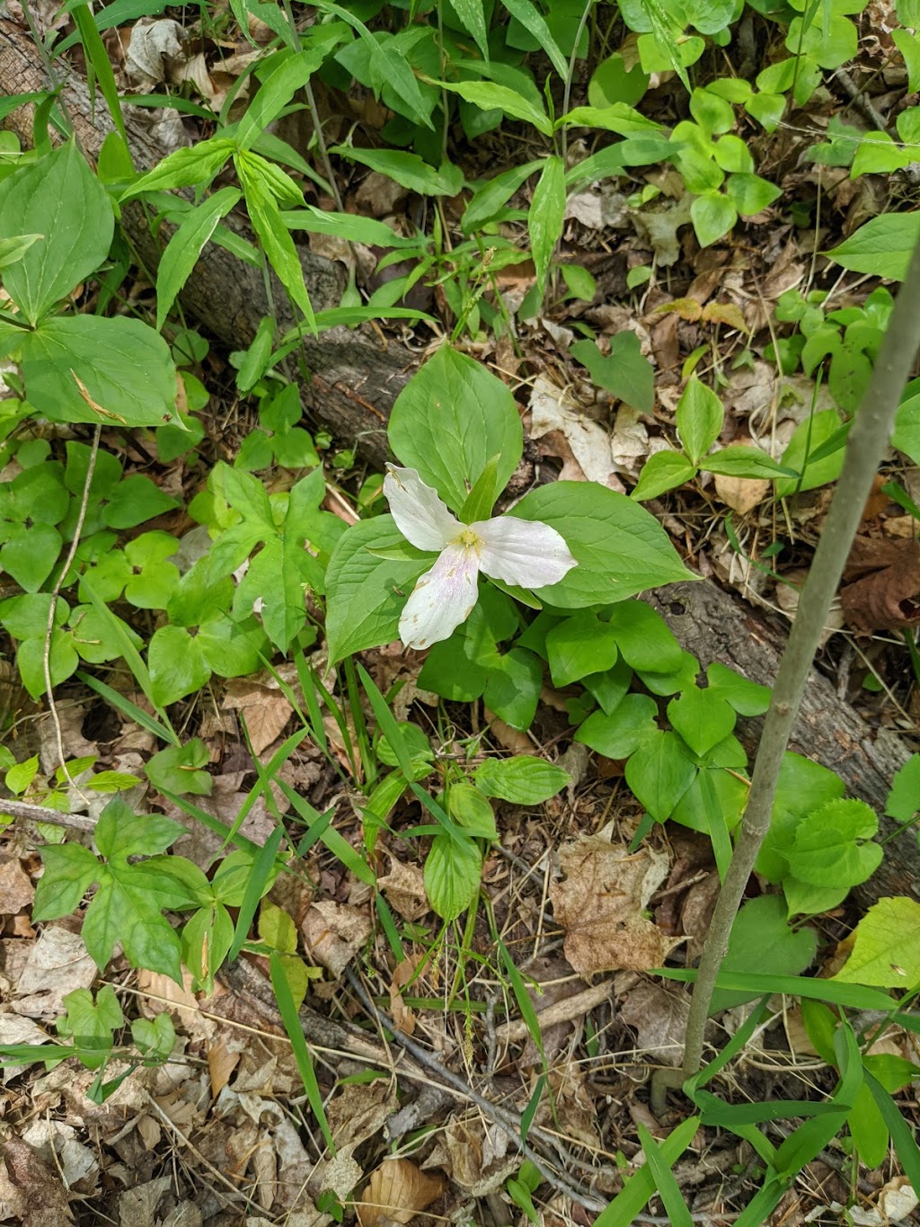 Morris Tract Provincial Nature Reserve | 36833 Londesboro Rd, Goderich, ON N7A 3Y1, Canada | Phone: (519) 243-2220