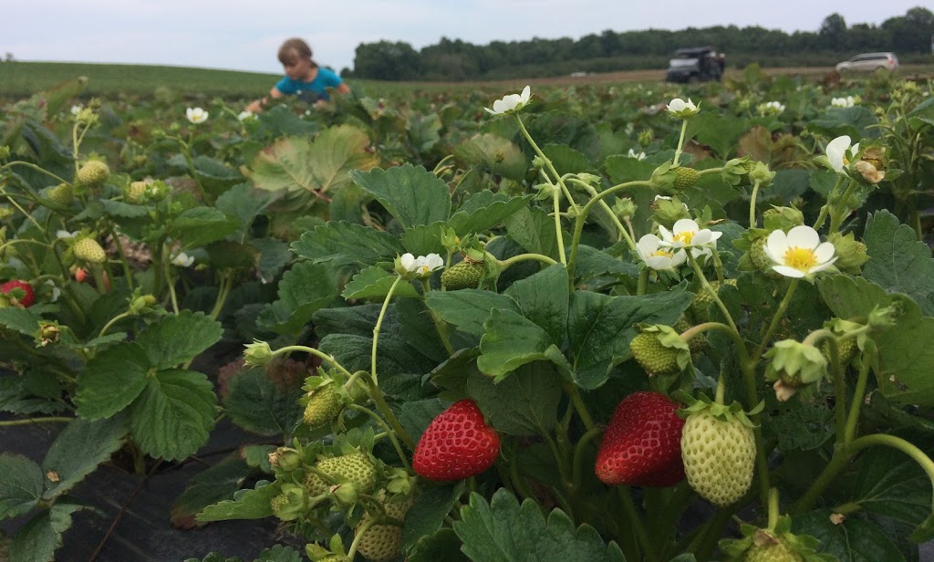 Fenwick Berry Farm: Barn & Retail (Berry Fresh Farms) | 1760 Balfour St, Fenwick, ON L0S 1C0, Canada | Phone: (905) 892-8231