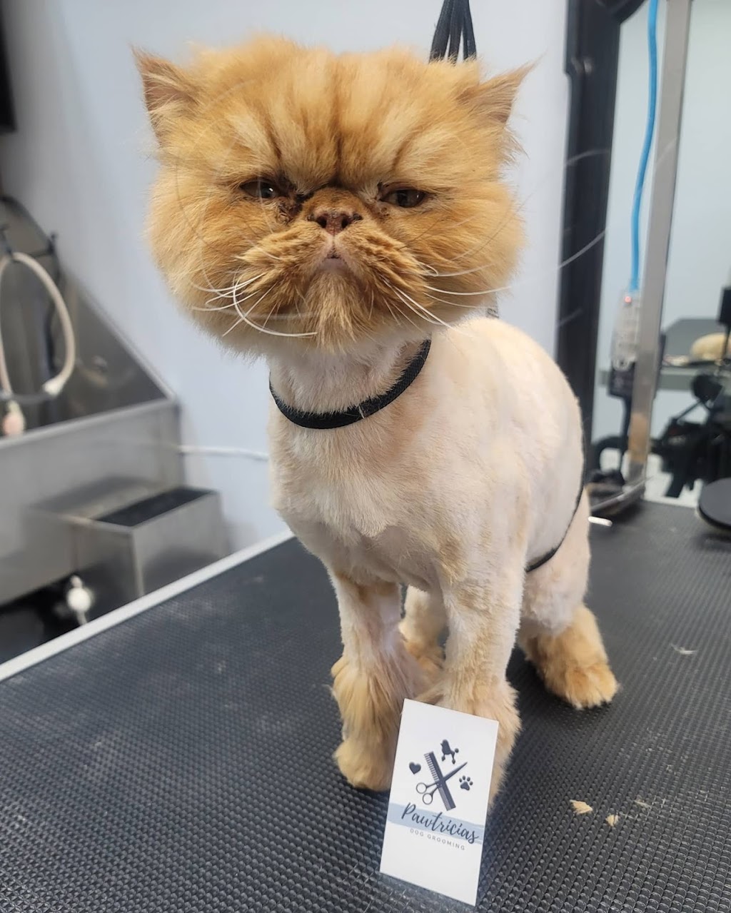 Pawtricias Dog Grooming | 56 Nicole Marie Ave, Barrie, ON L4M 6Y6, Canada | Phone: (416) 857-5300