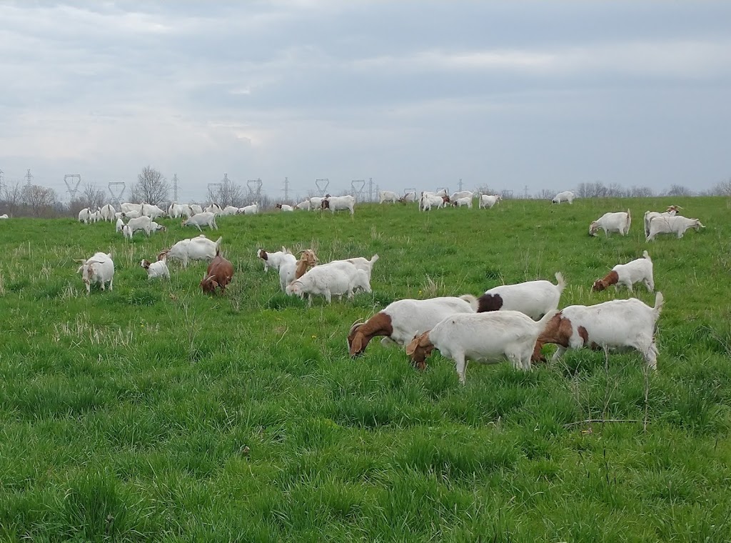 Big Creek Goats | 1438 Brant County Hwy 54, Caledonia, ON N3W 2G9, Canada | Phone: (905) 981-1789