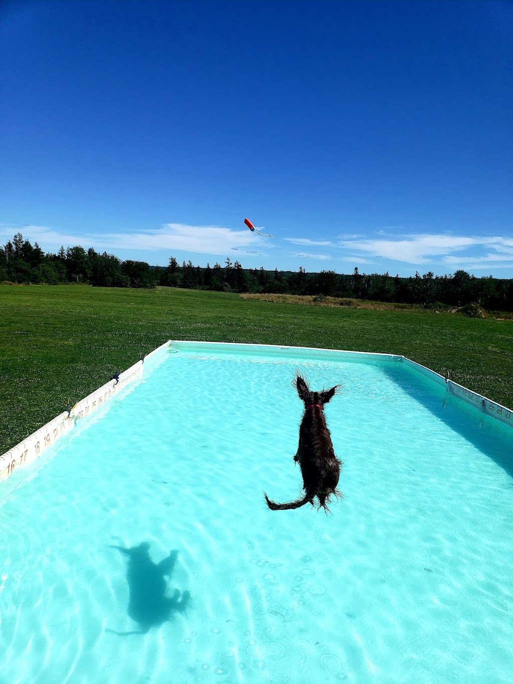 Aqua Terra Kennels | 50 Ridge Rd, Upper Stewiacke, NS B0N 2P0, Canada | Phone: (902) 671-2265