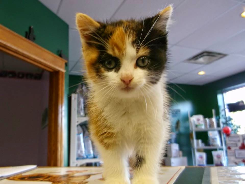 VCA OSullivan Animal Hospital | 420 Leacock Dr, Barrie, ON L4N 5G5, Canada | Phone: (705) 728-8387