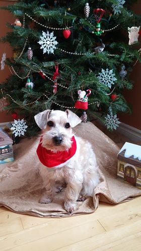 Tonte et Toilettage Guylaine Charest | 124 Avenue Marcoux, Donnacona, QC G3M 1T9, Canada | Phone: (418) 285-3861