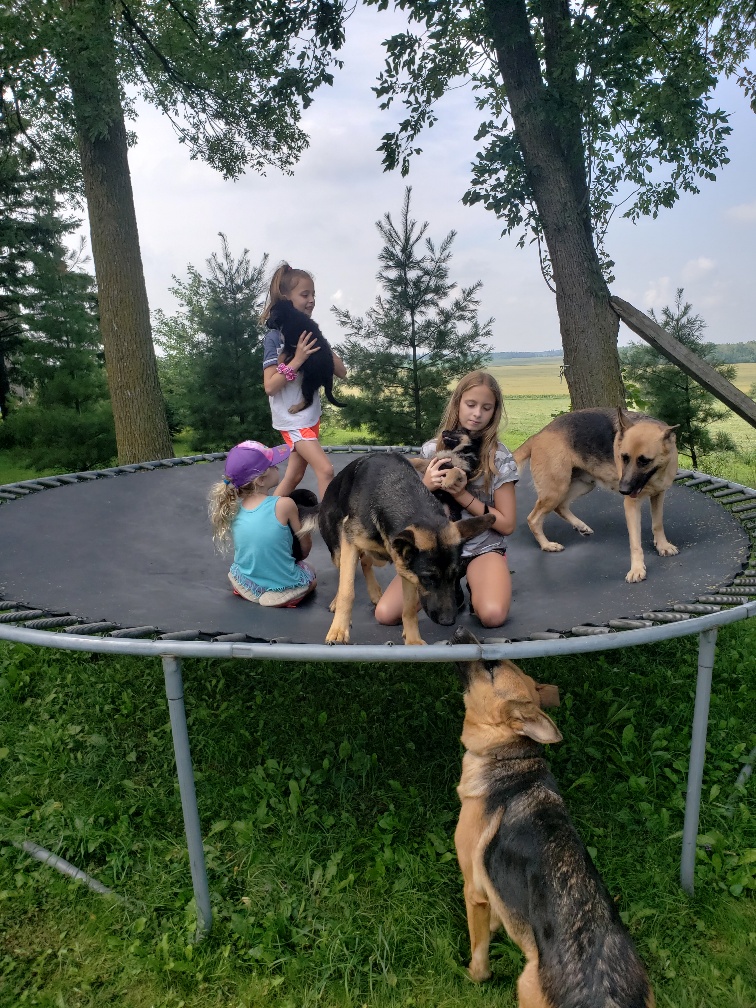 Crosshill Kennels | 4862 William Hastings Line Crosshill, Millbank, ON N0K 1L0, Canada | Phone: (519) 897-6757