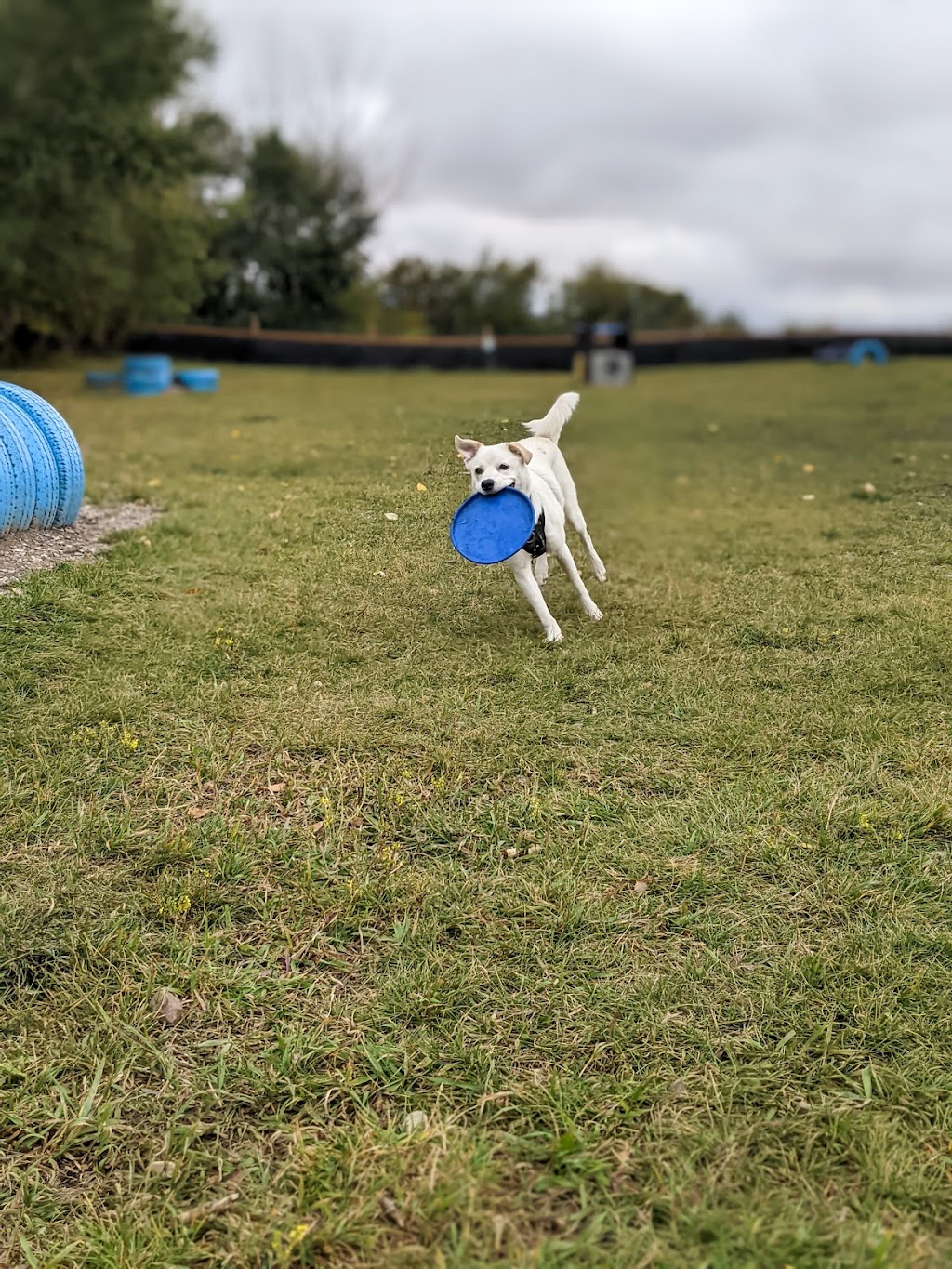 Paw Butler | Range Rd 284, Alberta T1X, Canada, Canada | Phone: (403) 437-8425