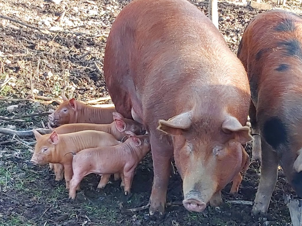 Cattail Country Farm | 1690 7 Line, Hastings, ON K0L 1Y0, Canada | Phone: (416) 254-4234