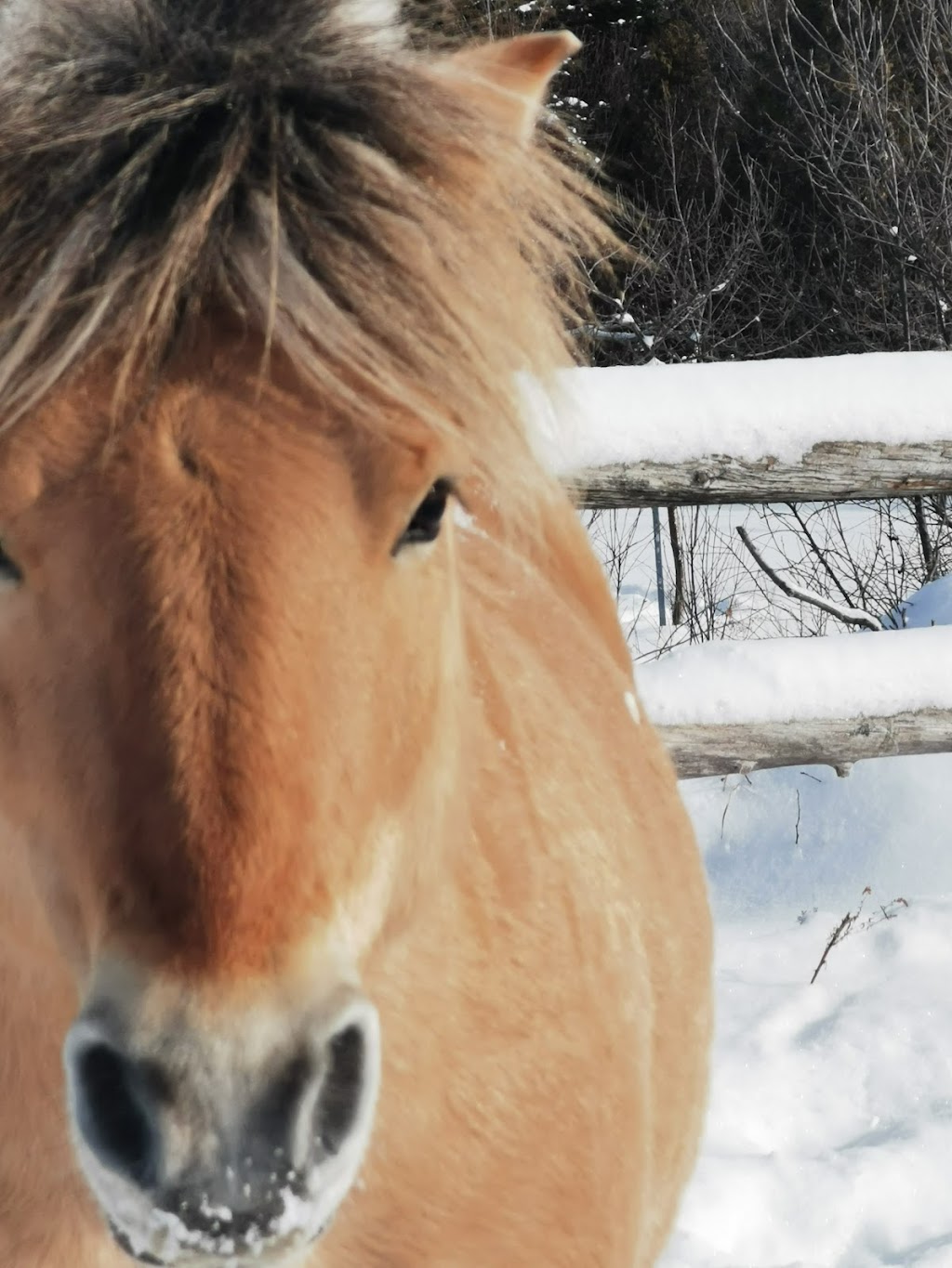 Area Equestrian Boisvert | 265 Chem. Principal, Lac-Drolet, QC G0Y 1C0, Canada | Phone: (418) 633-1816