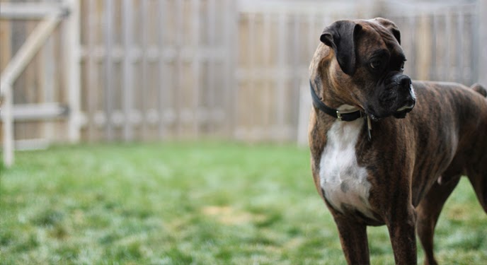 CanineTech Rehab | 1601 River Rd E #30a, Kitchener, ON N2A 3Y4, Canada | Phone: (519) 954-6000