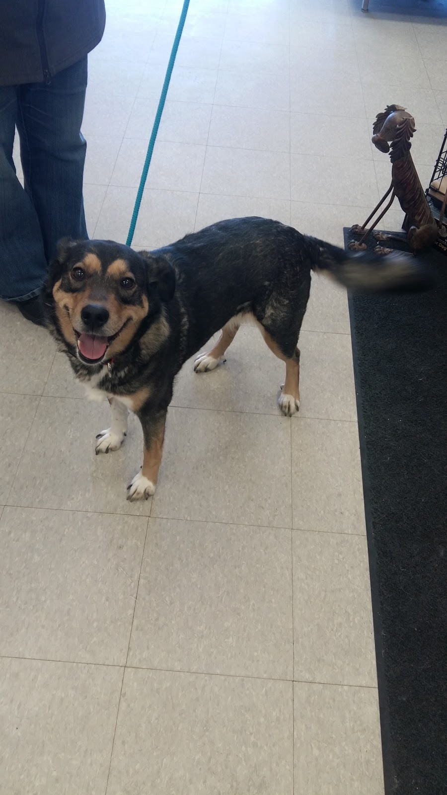 Telling Tails | 3482 Errington Ave, Chelmsford, ON P0M 1L0, Canada | Phone: (705) 588-7387