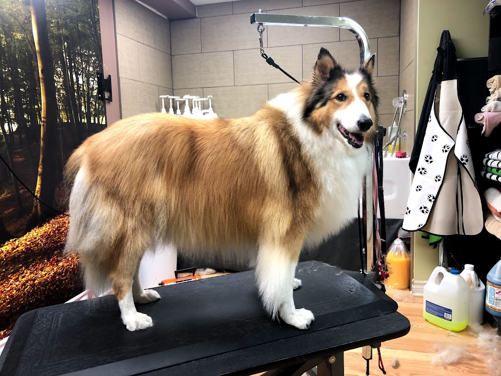 Toilettage canin Au Poil Fou | 1248 Chem. du Fleuve, Les Cèdres, QC J7T 1C3, Canada | Phone: (514) 515-3923