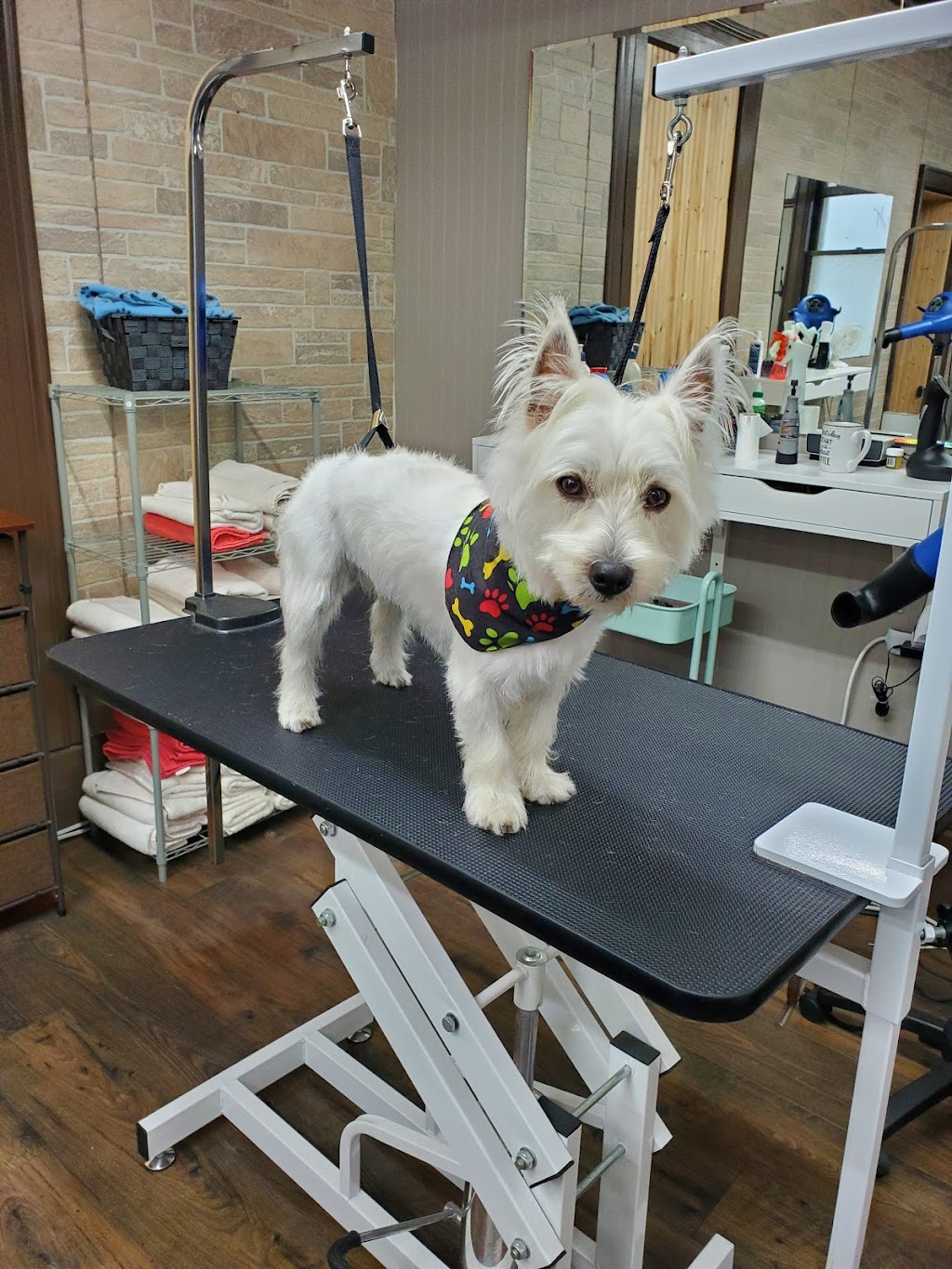 Fluff & Stuff Dog Grooming | 81 Talbot St E, Aylmer, ON N5H 1H3, Canada | Phone: (519) 639-6575