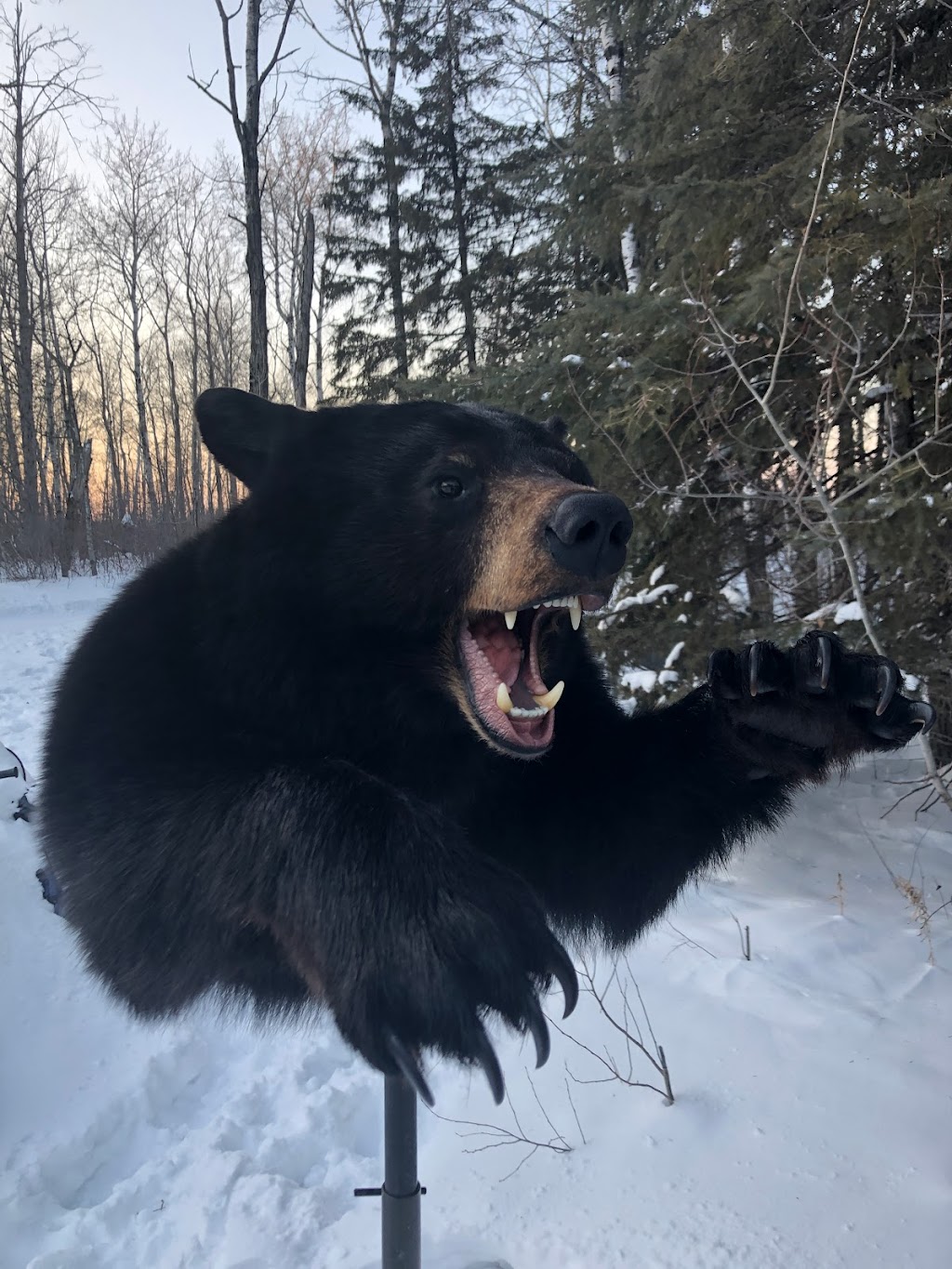 Pine View Taxidermy | Rd 32N #43044, La Broquerie, MB R0A 0W0, Canada | Phone: (204) 392-2485