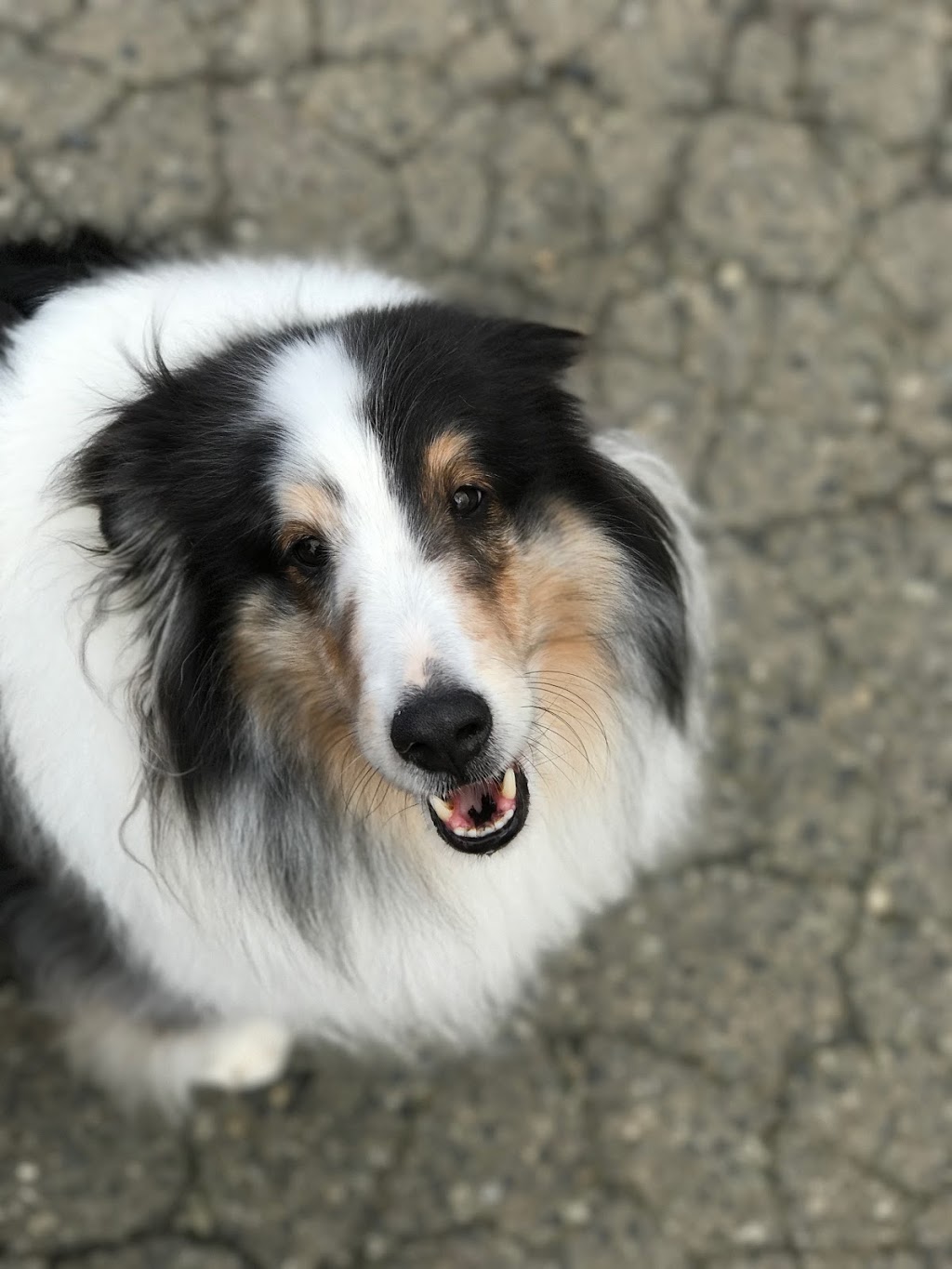 Happy Hound Dog Grooming Dog Daycare | 4408 Boban Dr, Nanaimo, BC V9T 5V9, Canada | Phone: (250) 756-0340