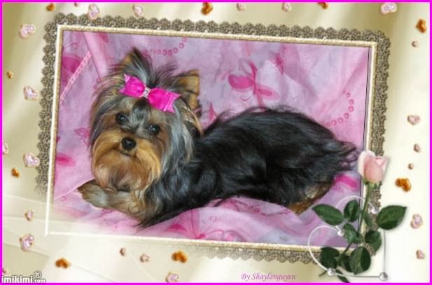 Pizzazz Pups | Silver St, Saint Anns, ON L0R 1Y0, Canada | Phone: (905) 386-0904