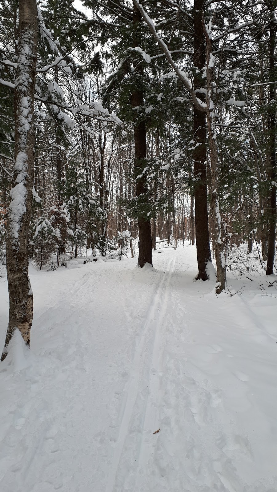 Boisé des Compagnons-de-Cartier | Chemin des Quatre-Bourgeois, Québec, QC G1X 3Z6, Canada | Phone: (418) 528-0773