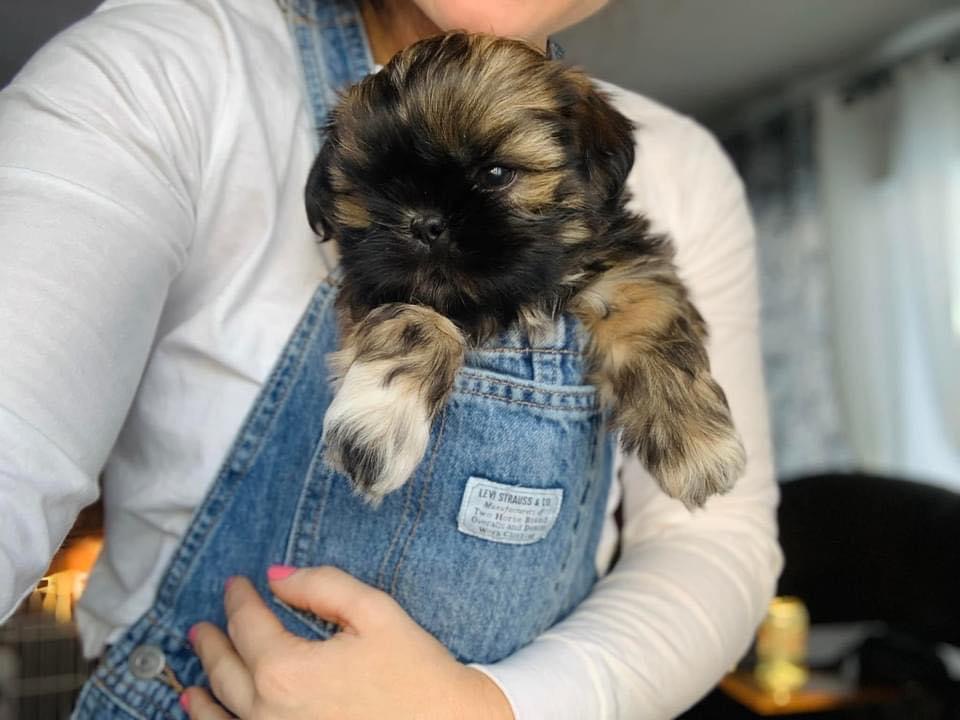 Halos Shih Tzu n Furry Angels Grooming | 1051 Feeners Corner Rd, Upper Northfield, NS B4V 5A6, Canada | Phone: (902) 543-7159