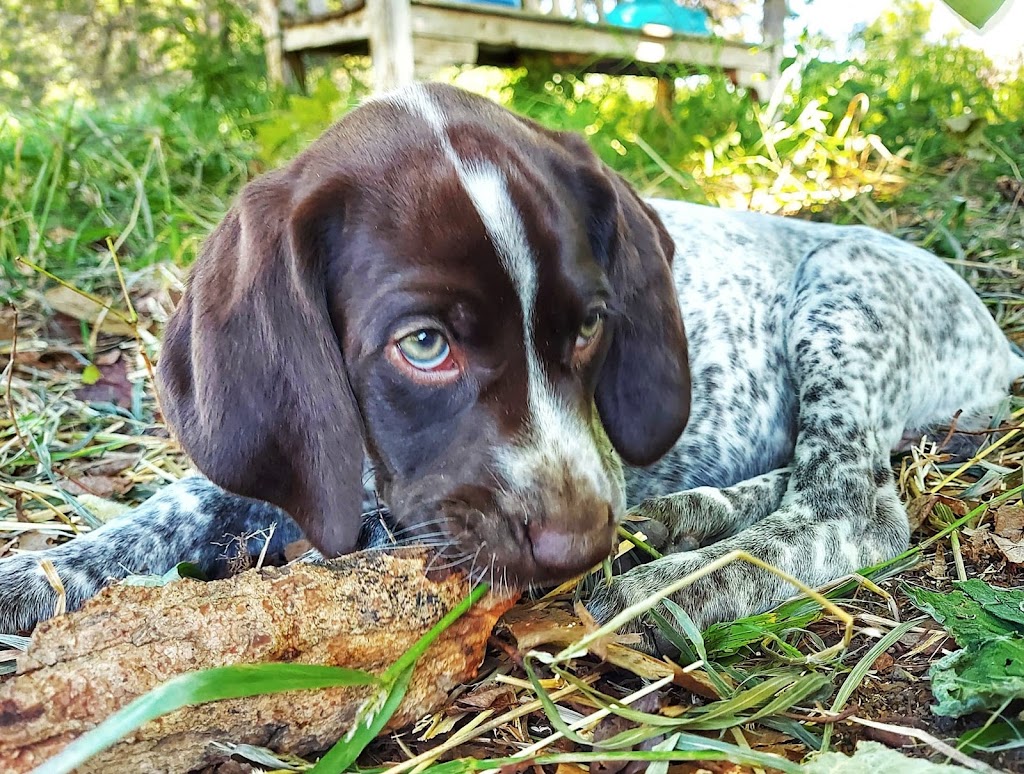 SevenStars German Shorthaired Pointers | 9675 Hwy 33 Suite 201, Bath, ON K0H 1G0, Canada | Phone: (343) 477-0143