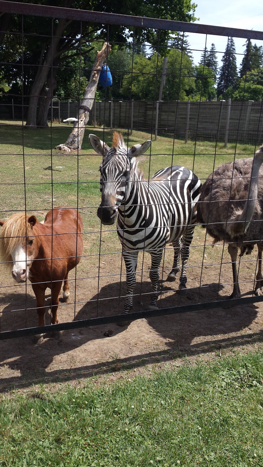Bowmanville Zoo | 340 King St E, Bowmanville, ON L1C 3K5, Canada | Phone: (905) 623-0957