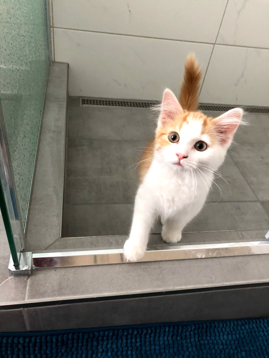 SPCA Ouest | 124 Rue Principale, Saint-Louis-de-Gonzague, QC J0S 1T0, Canada | Phone: (514) 566-5678