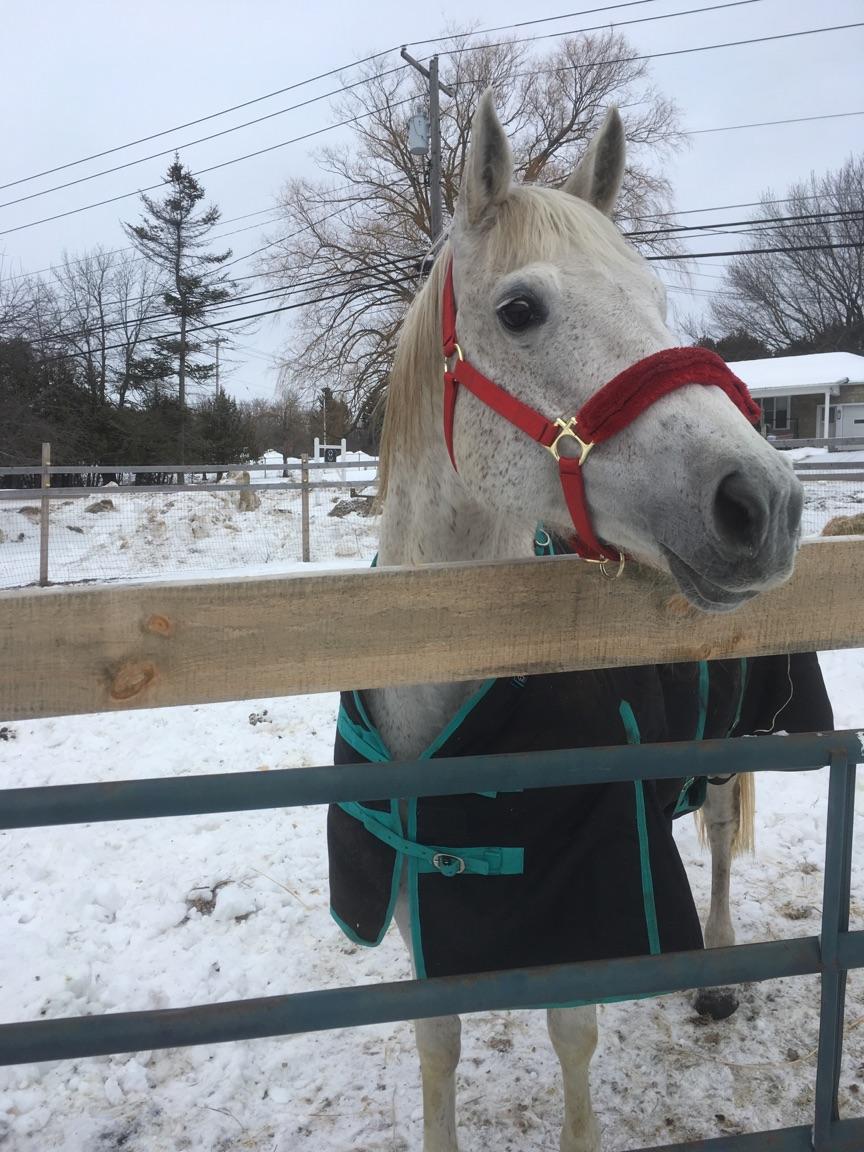 JEM Farm Appaloosas | 55 Elm St, Champlain, NY 12919, USA | Phone: (518) 578-0515
